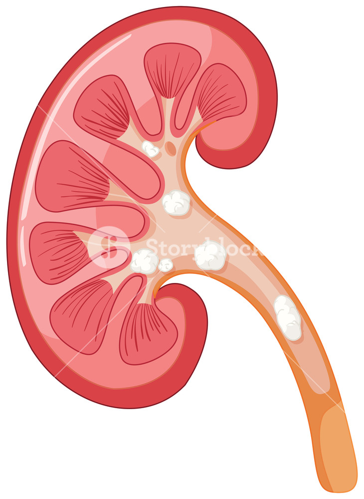 kidney clipart kidney diagram