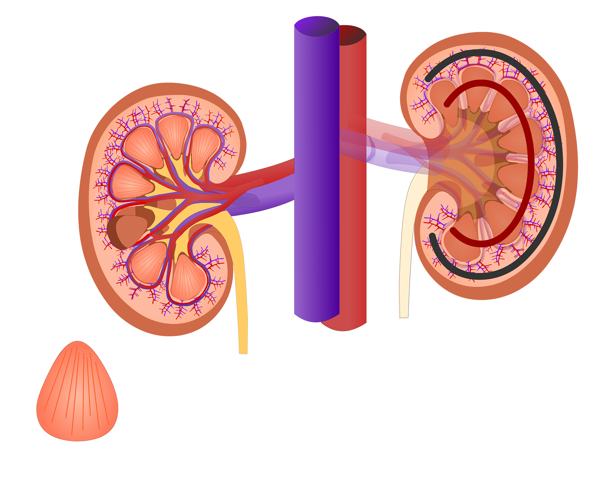 kidney clipart kidney diagram