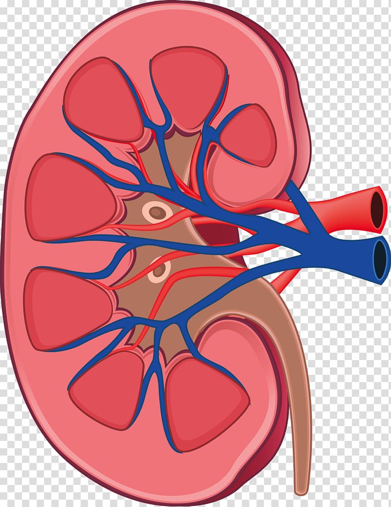 Kidney Animated Images Kidney Clipart One, Kidney One Transparent