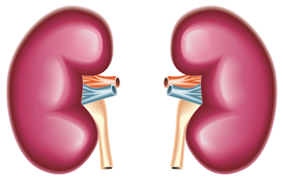 Kidney clipart kidney dialysis. Disease american renal associates