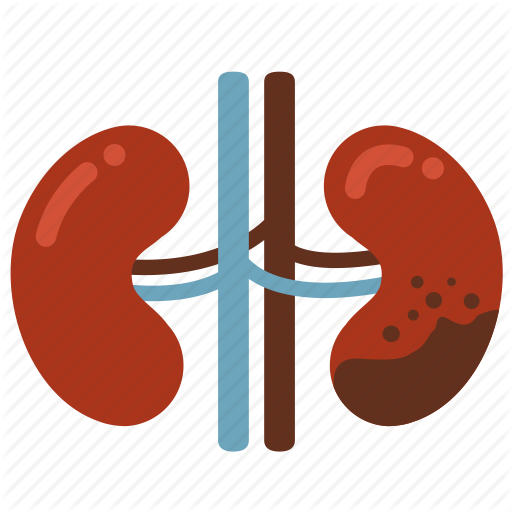 Kidney clipart kidney dialysis. Cancer disease ill infection