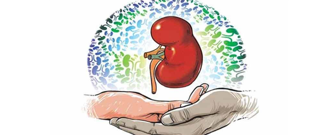 kidney clipart kidney donation