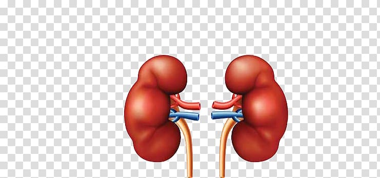 kidney clipart kidney failure
