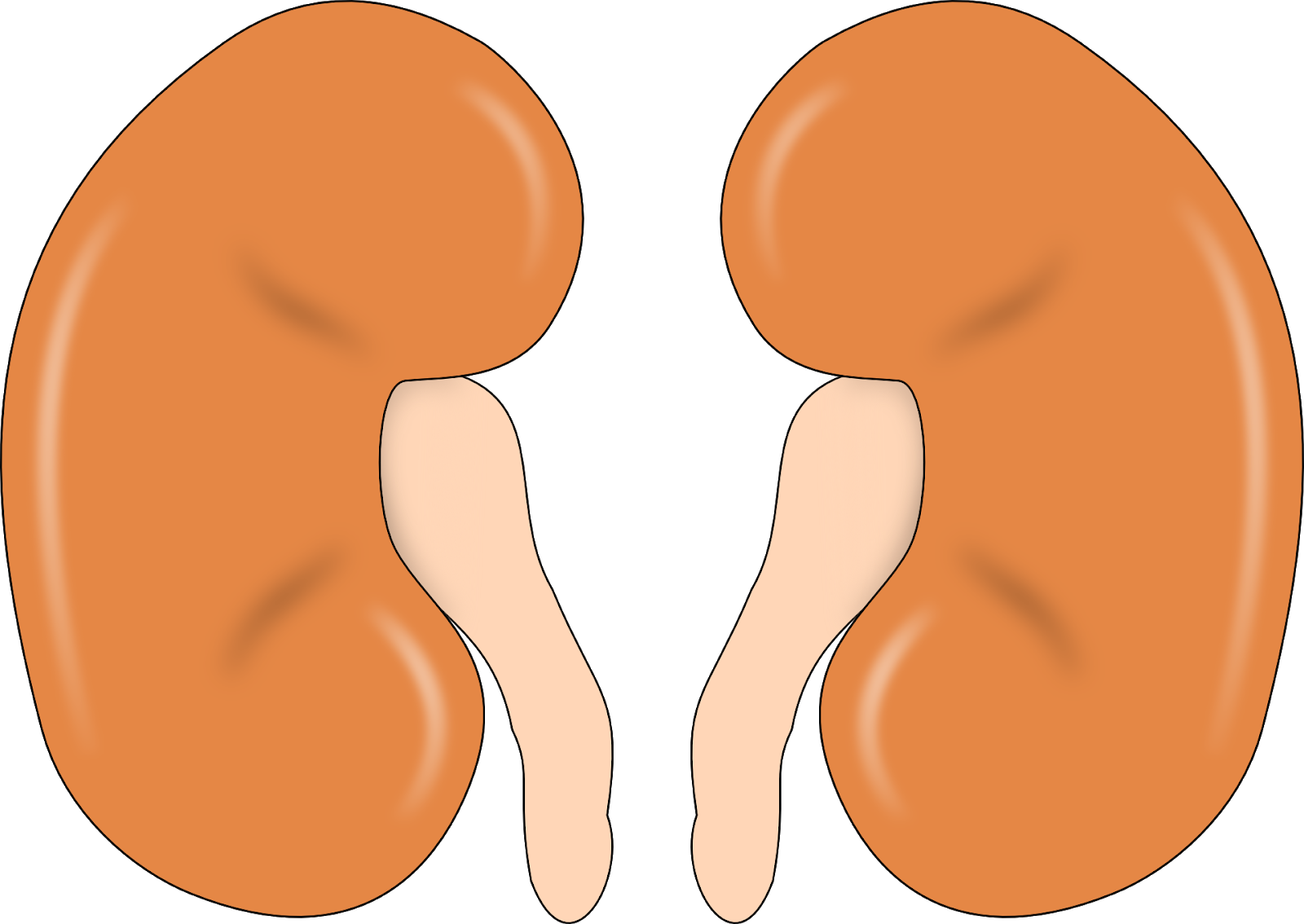 Failure causes i symptoms. Kidney clipart kidney function