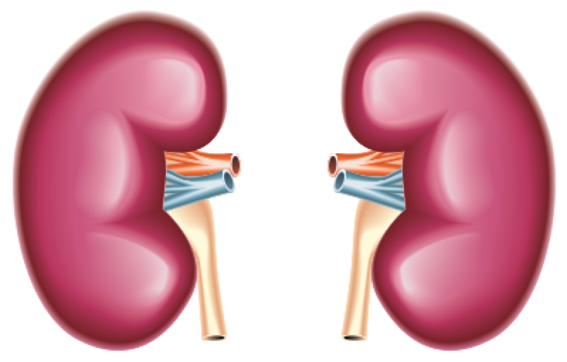 kidney clipart kidney organ