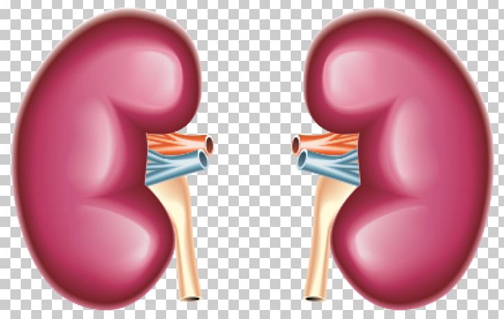 kidney clipart kidney organ