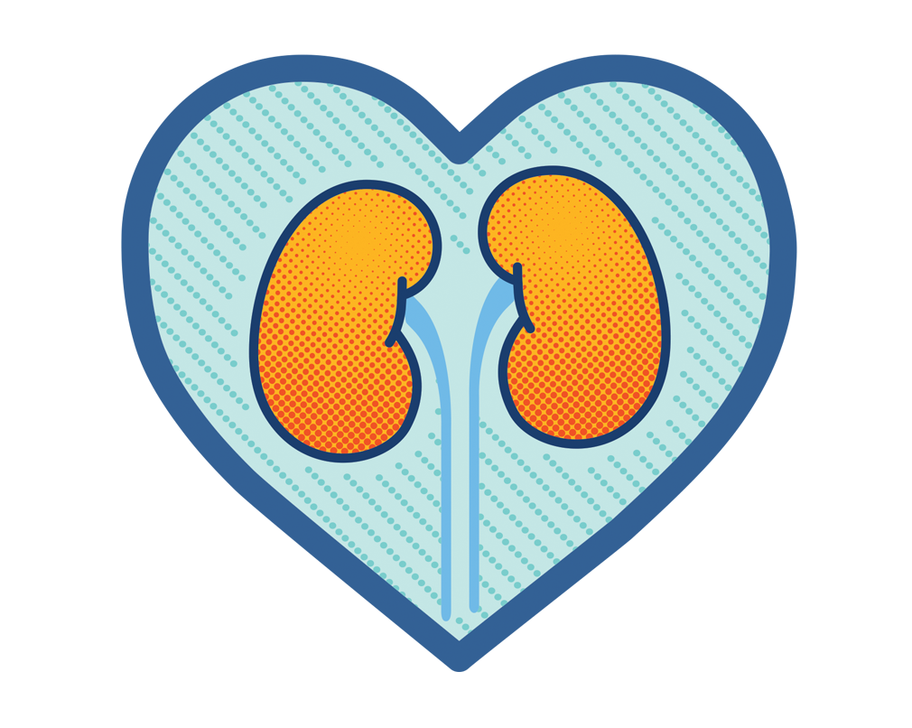 kidney clipart kidney outline