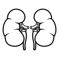 kidney clipart kidney outline