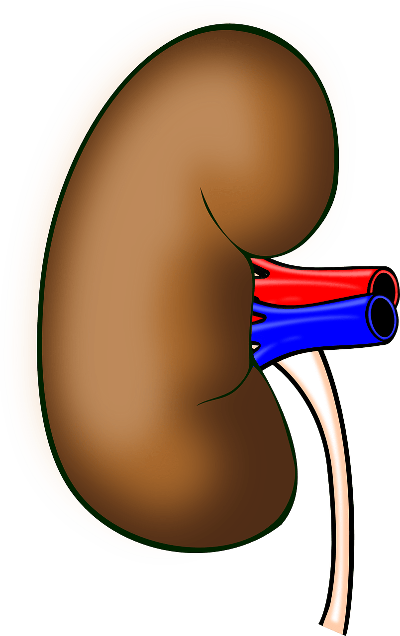 Drugs that can cause. Kidney clipart kidney pain