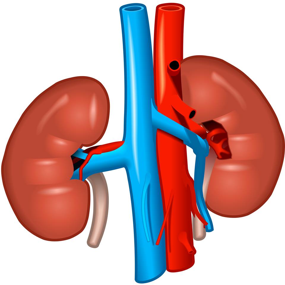 Disease and the cavalier. Kidney clipart kidney pain