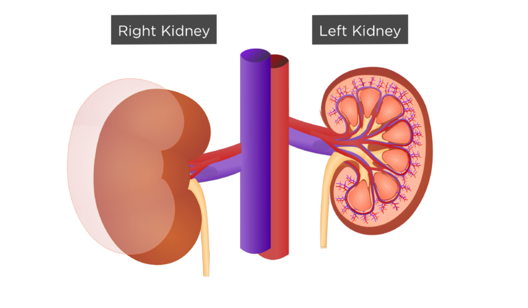 kidney clipart kidney shape