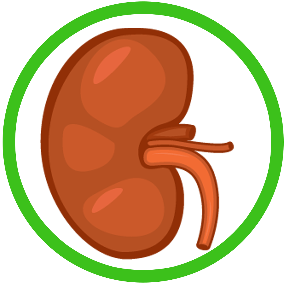 kidney clipart kidney shape