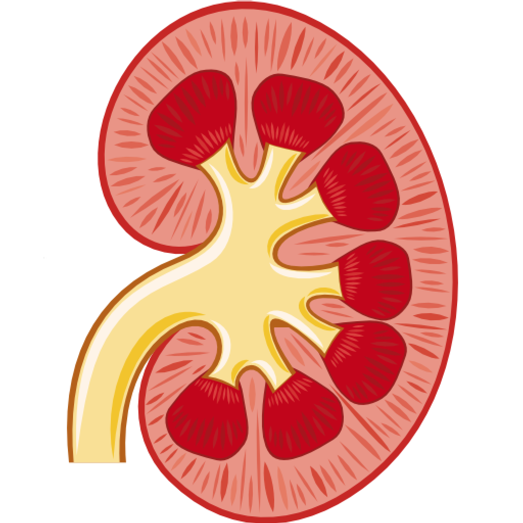 Kidney clipart kidney stone. Anatomy follow more info