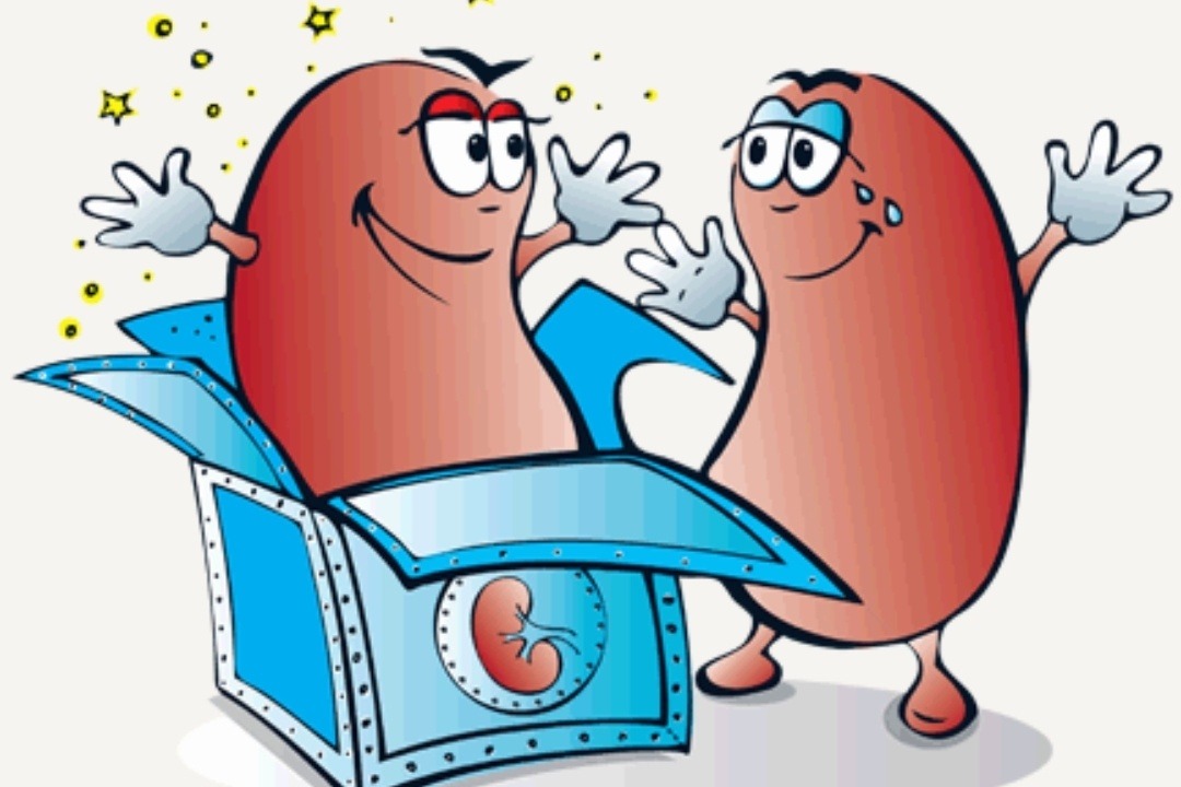 Kidney Transplant Cartoon Images