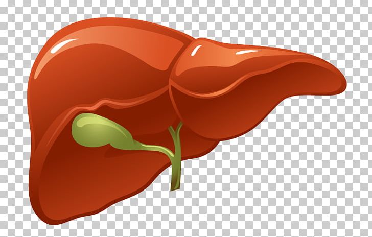 liver clipart liver kidney