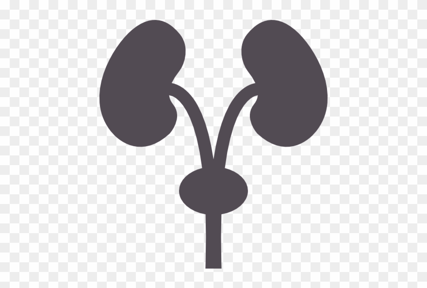kidney clipart nephrologist