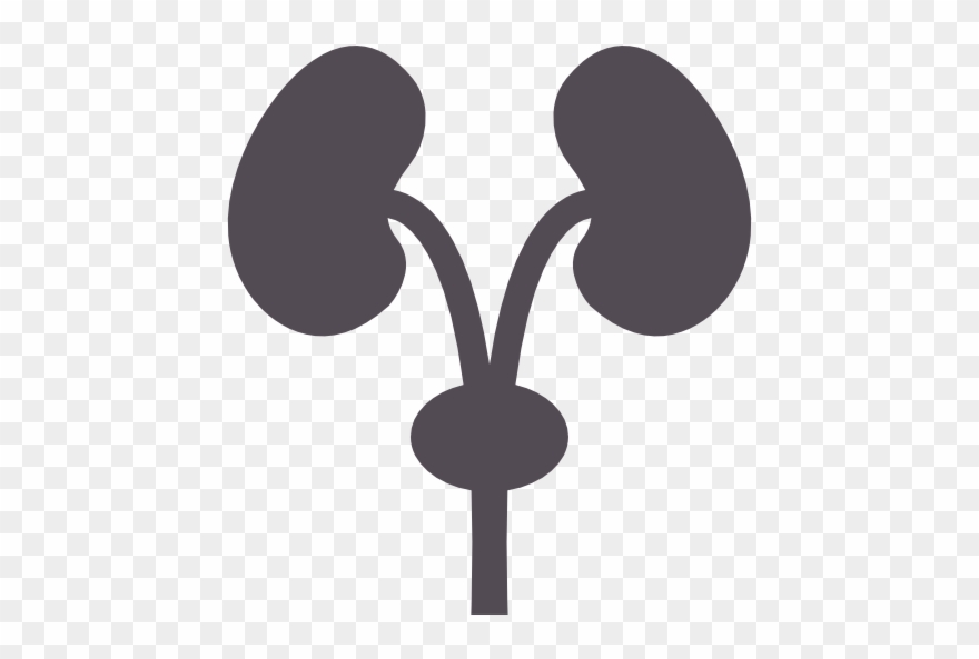 Department of nephrology best. Kidney clipart nephrologist