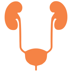 Kidney clipart nephrologist. Paediatric nephrology melbourne specialists