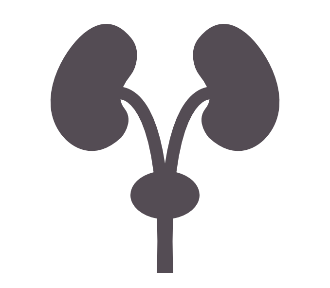 Kidney clipart nephrologist. Department of nephrology best