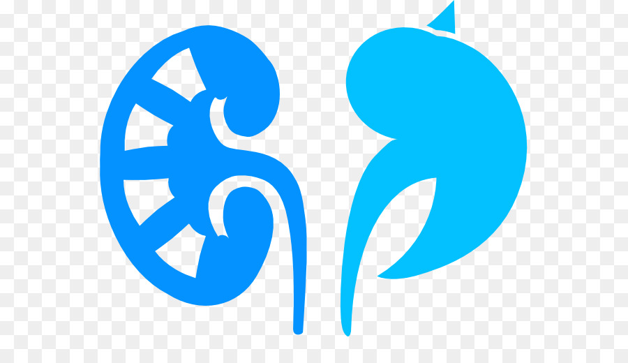 Medicine cartoon blue text. Kidney clipart nephrologist