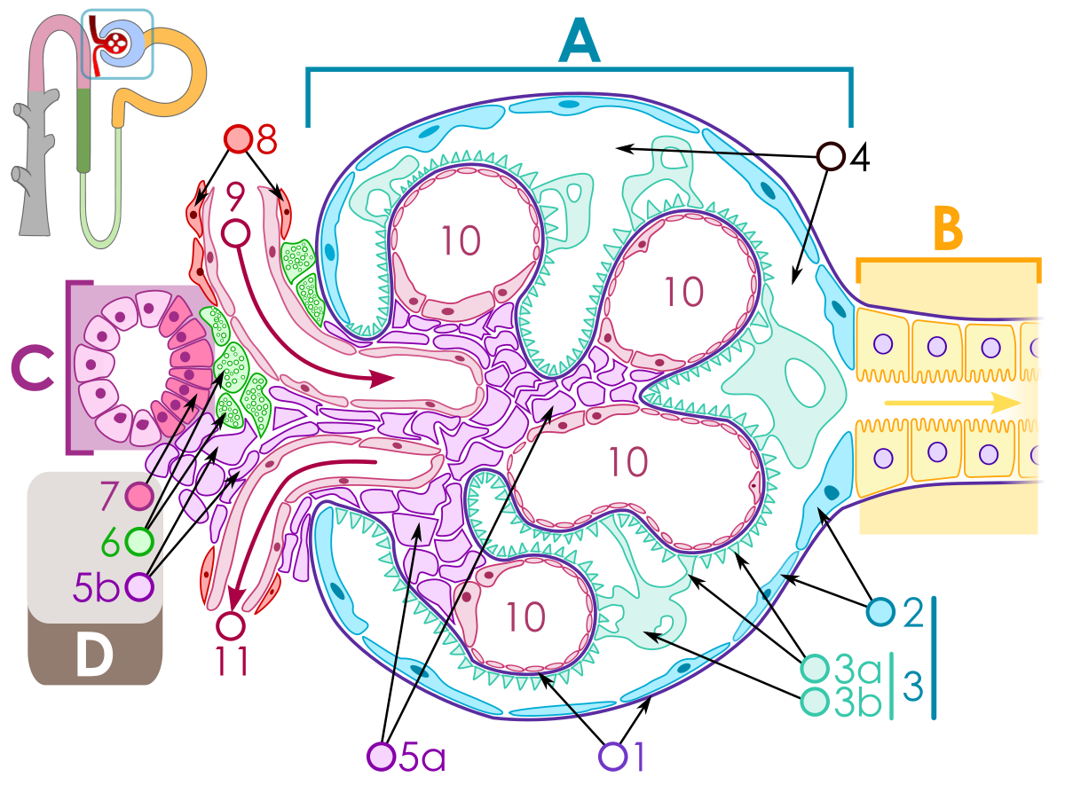 kidney clipart nephrotic syndrome