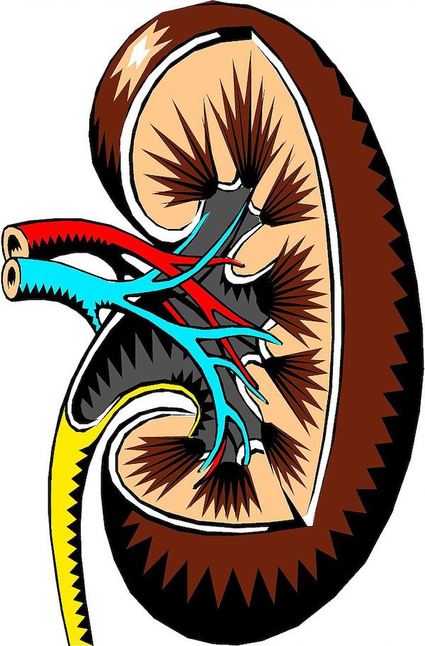 kidney clipart nsaid