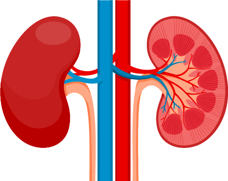 kidney clipart one