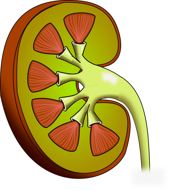 Kidney clipart one, Kidney one Transparent FREE for download on