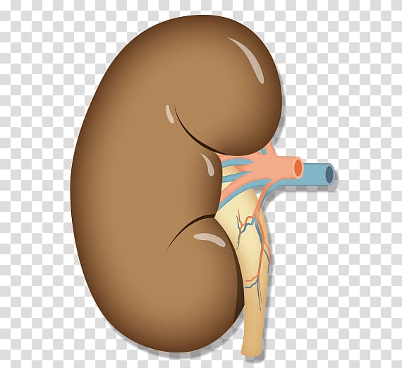 kidney clipart one