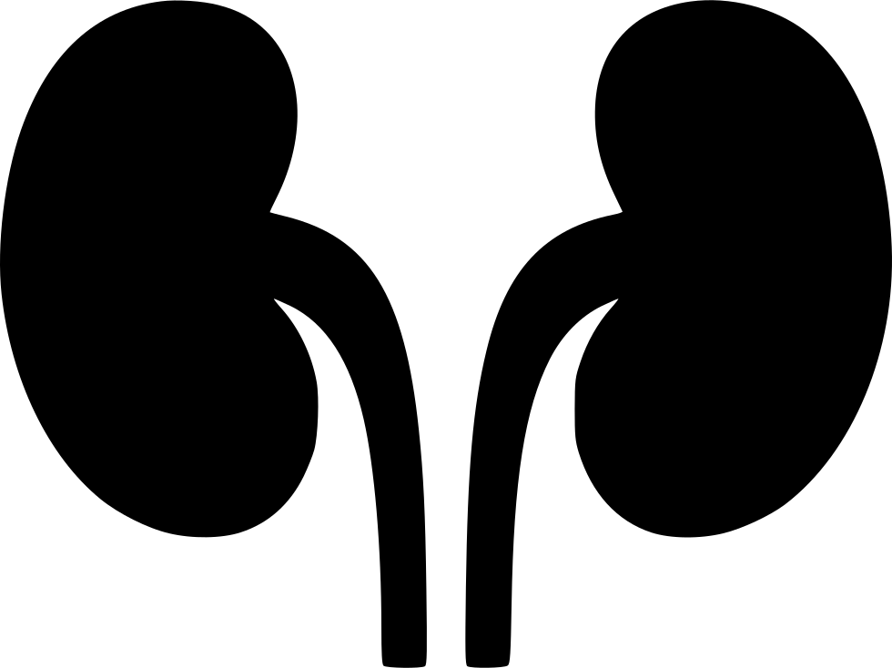 Kidneys svg png icon. Kidney clipart pair