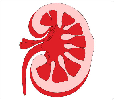 Free cliparts download clip. Kidney clipart printable