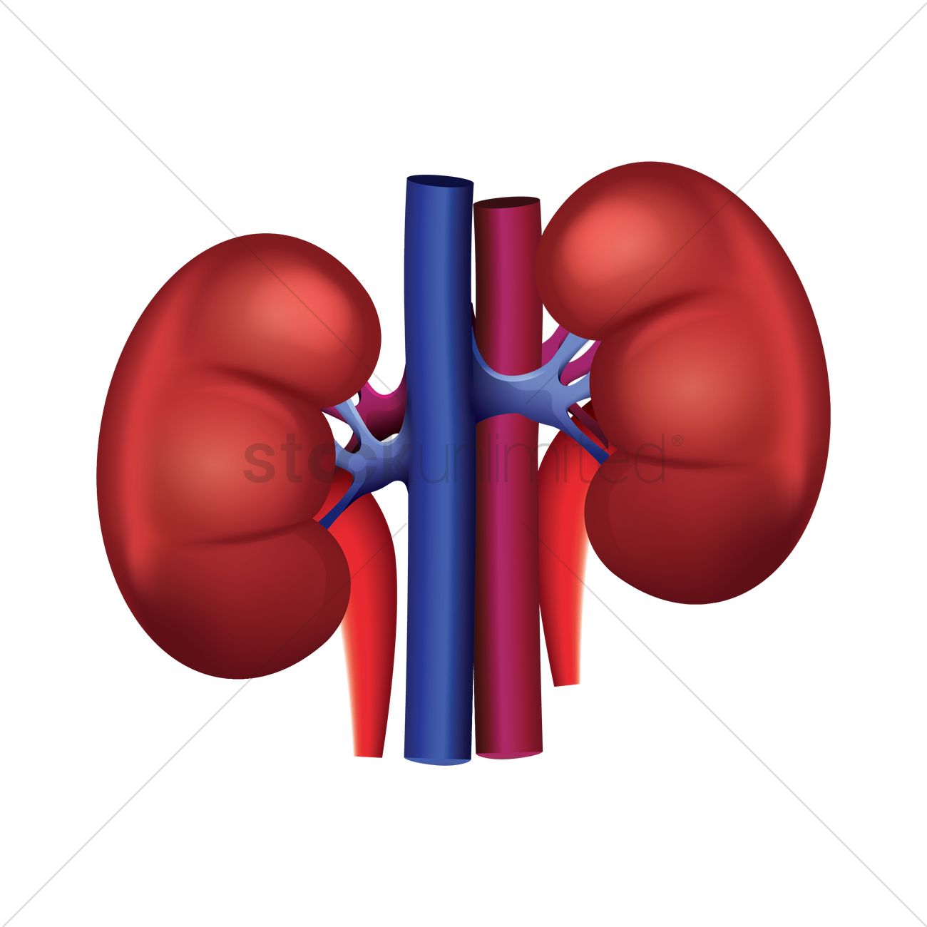 Free download best . Kidney clipart printable