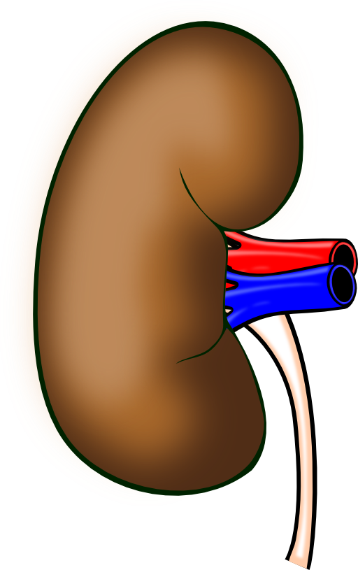 kidney clipart reins