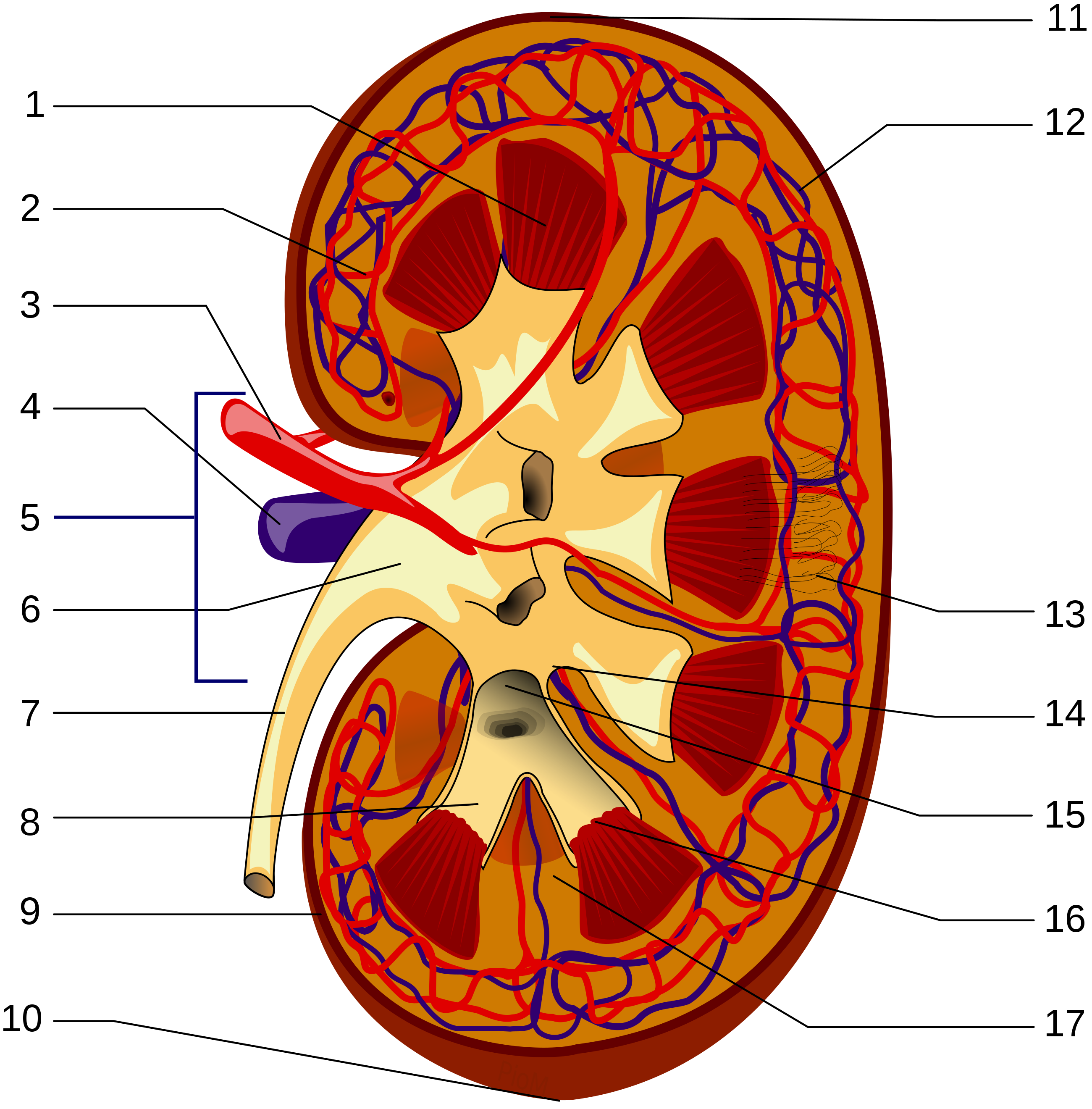 kidney clipart reins