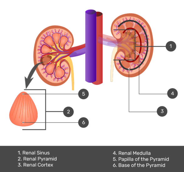 kidney clipart renal system