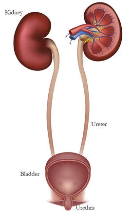 kidney clipart renal system