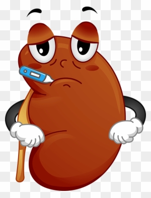 kidney clipart sick