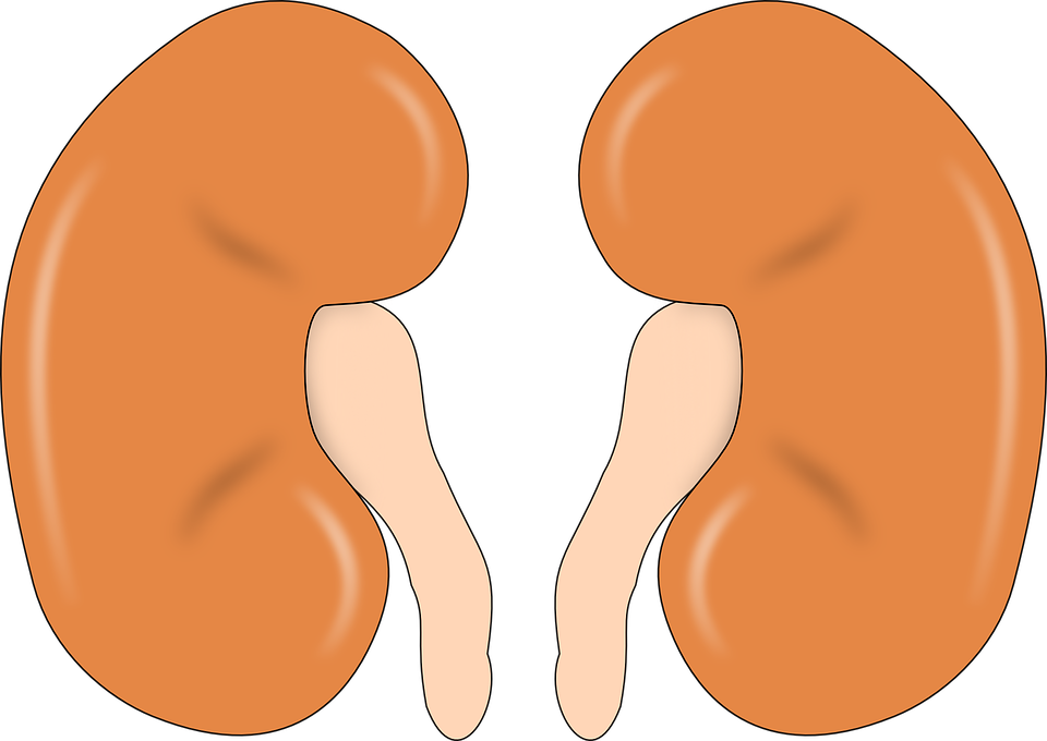 kidney clipart single
