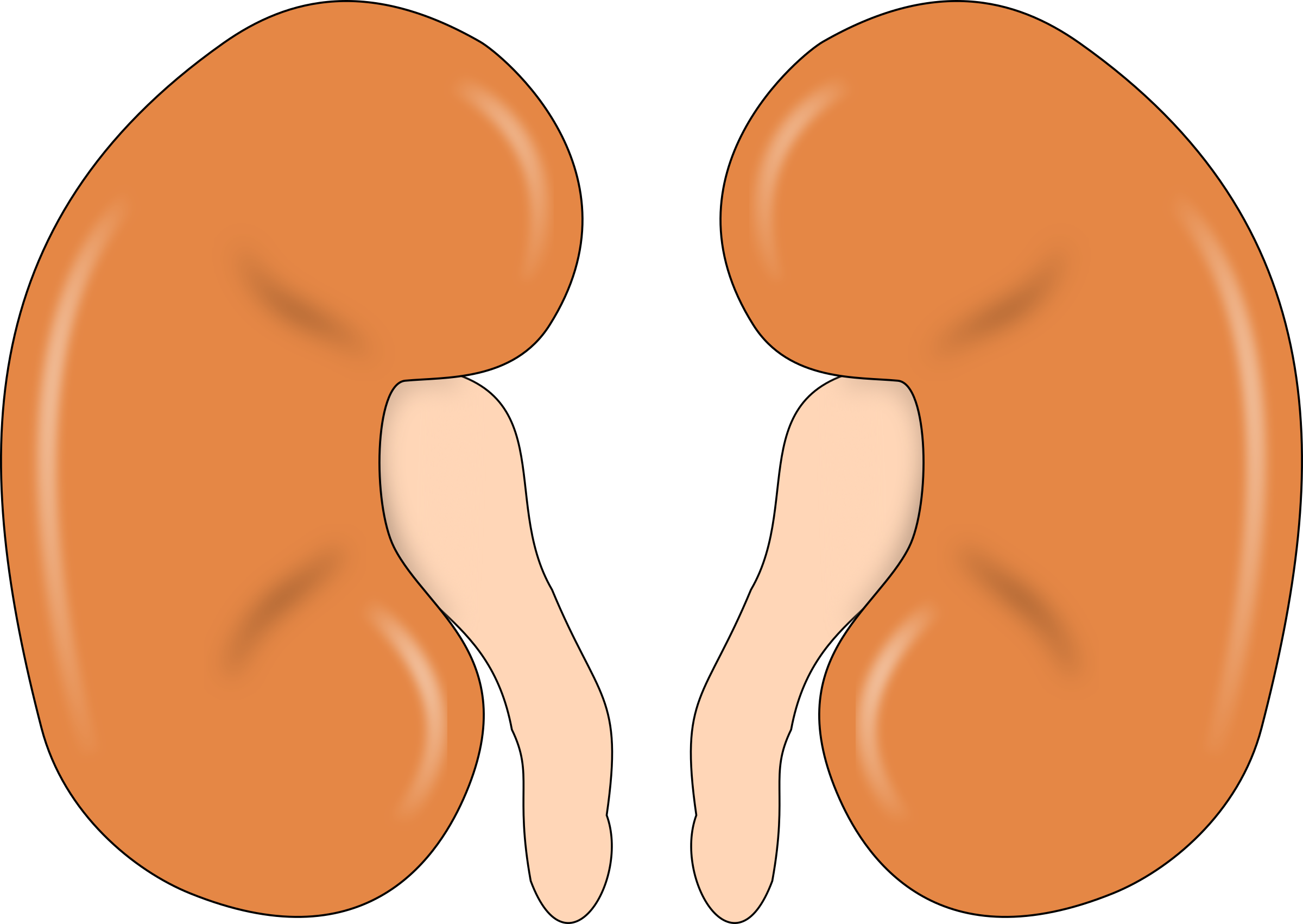  collection of organ. Kidney clipart sketch