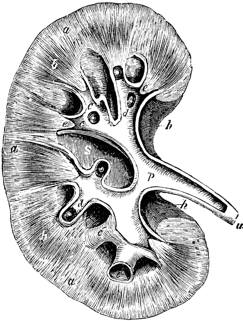 Kidney clipart sketch. Etc 