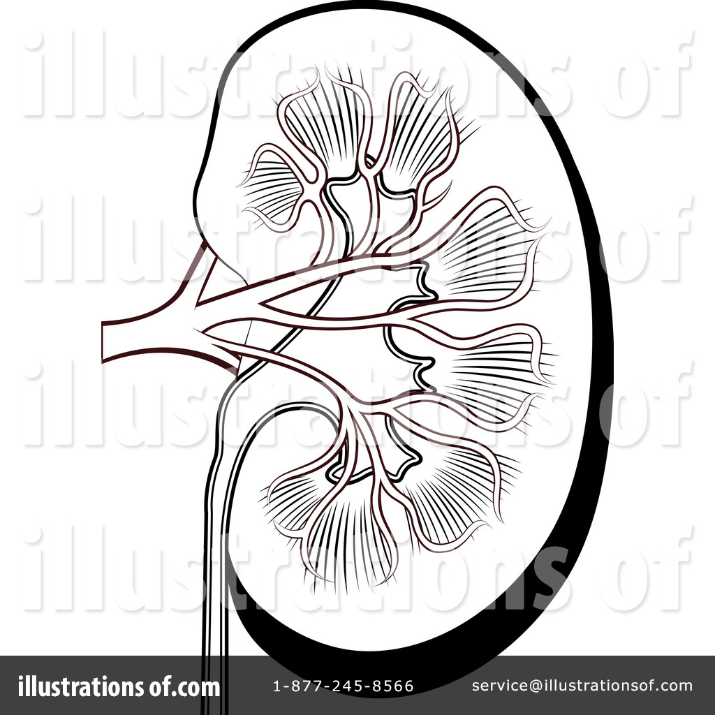Drawing free download best. Kidney clipart sketch