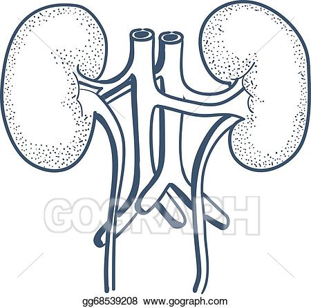 Eps illustration anatomical kidneys. Kidney clipart sketch