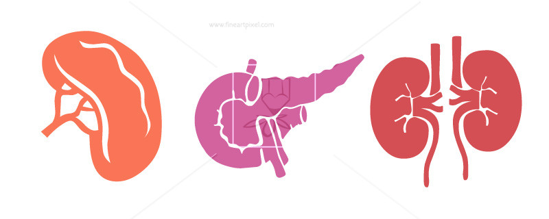 Kidney clipart spleen. Human internal organs kidneys