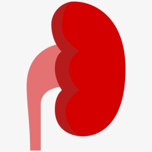 kidney clipart spleen