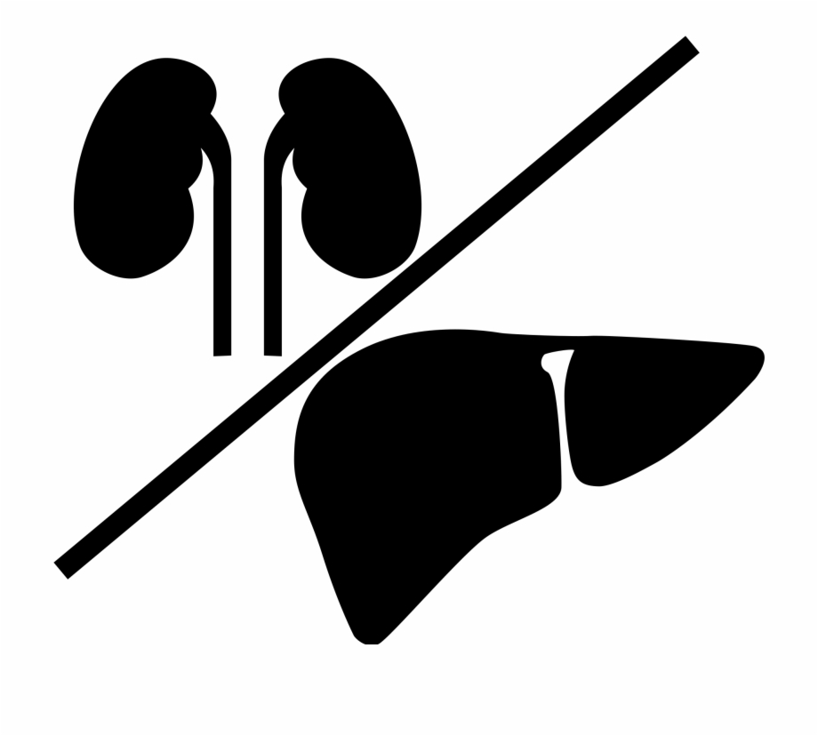 kidney clipart svg