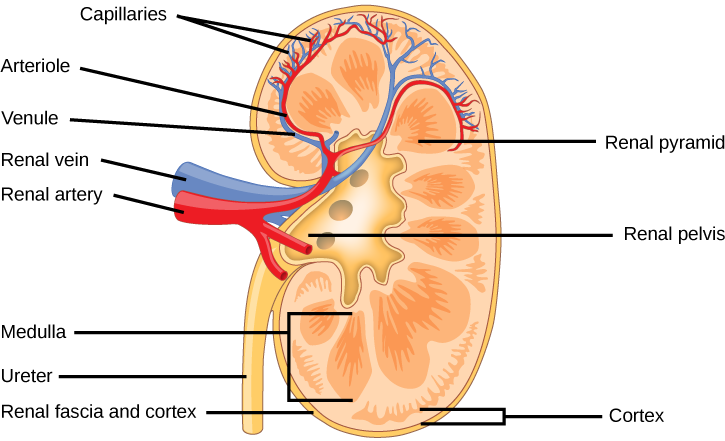 kidney clipart two