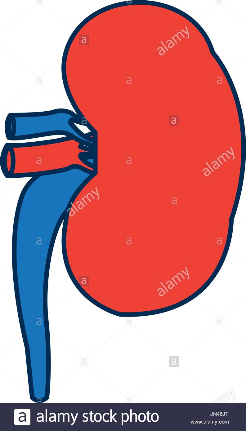 kidney clipart two