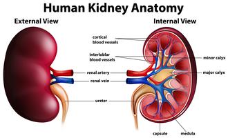 kidney clipart unlabelled