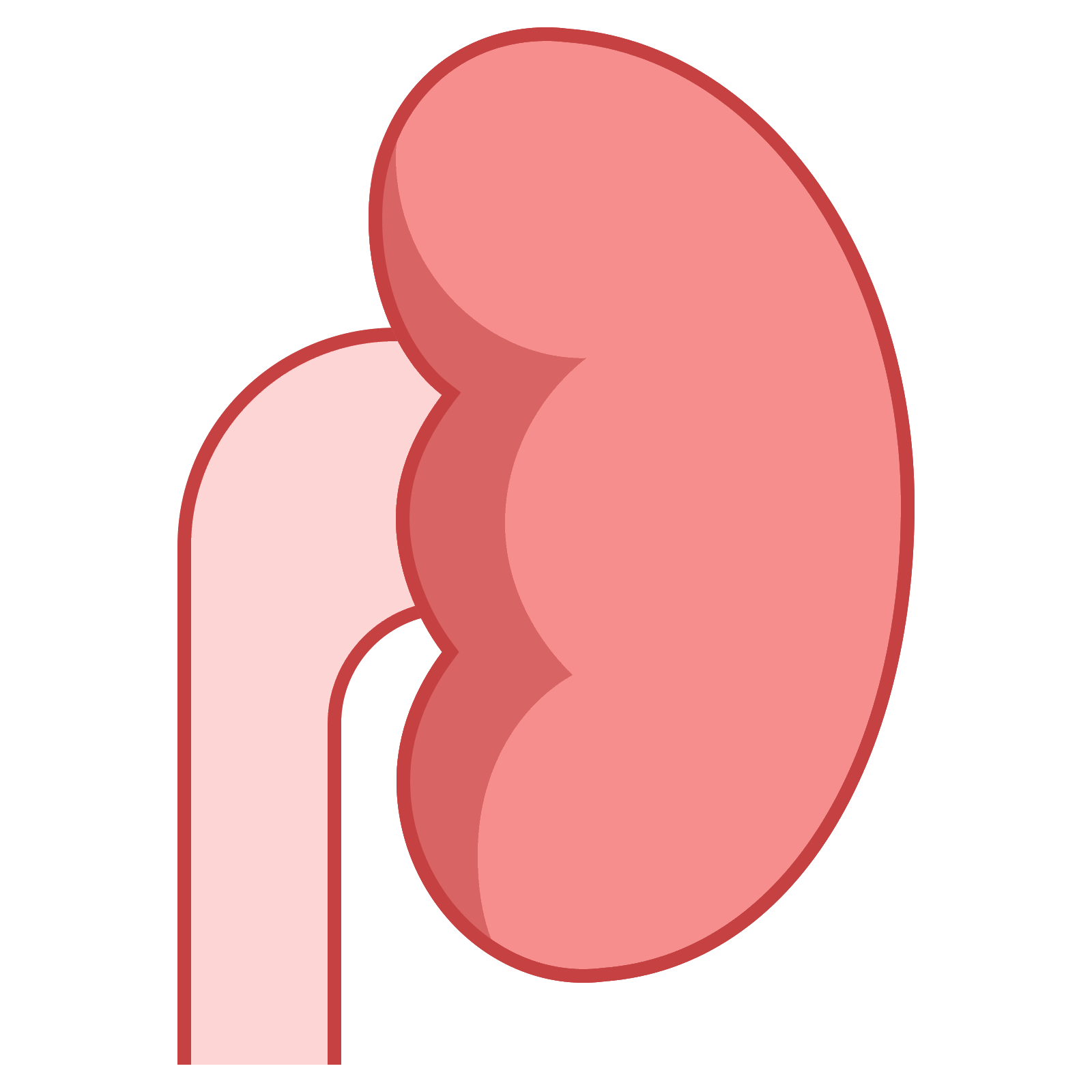 kidney clipart ureter