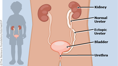 kidney clipart urethra